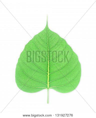 Green bodhi leaf isolated on white background