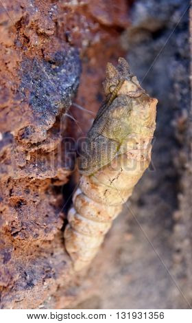 Close up of Citrus Swallowtail pupa on a wall