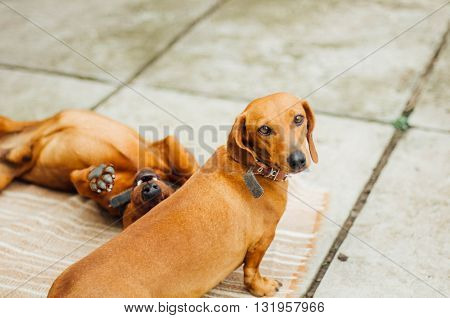 Dachshund Dog  In Outdoor. Beautiful Dachshund Sitting In The  W