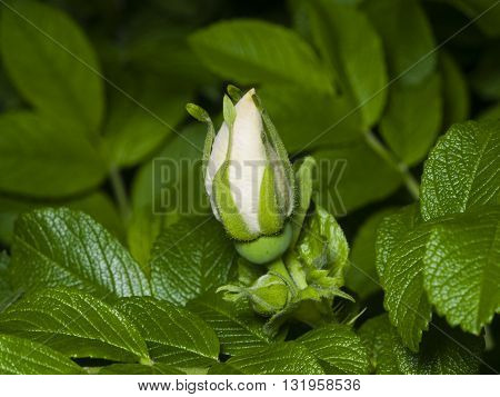 white bud of a blooming wild rose macro shallow DOF selective focus