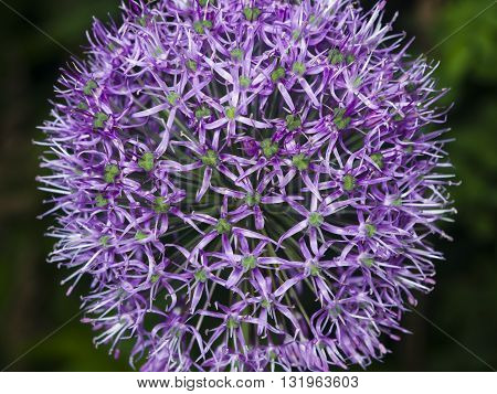 Allium aflatunense decorative onion violet flowers close-up selective focus shallow DOF