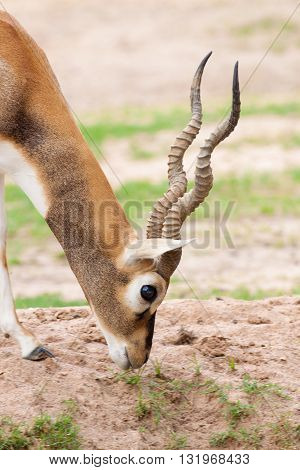 Close up the long horn deer seek a livelihood on the grass
