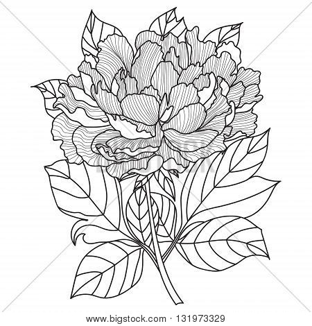 Vector Peony Coloring book page for adults. Hand drawn artwork. Love bohemia concept for wedding invitation, card, ticket, branding, logo, label. Gift for girl, women. Black and white.