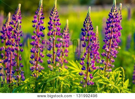 Field of blooming violet lupines on sunset. Horizontal