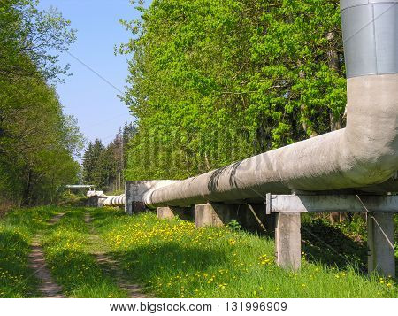 The pipeline laid along the edge of the forest