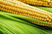 Corn on the cob between green leaves