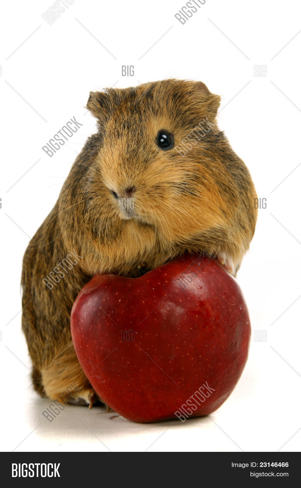картинки маленькая морская свинка и большое яблоко. питание морских свинок. морские свинки яблоки. морские свинки яблоки. морские свинки яблоки.