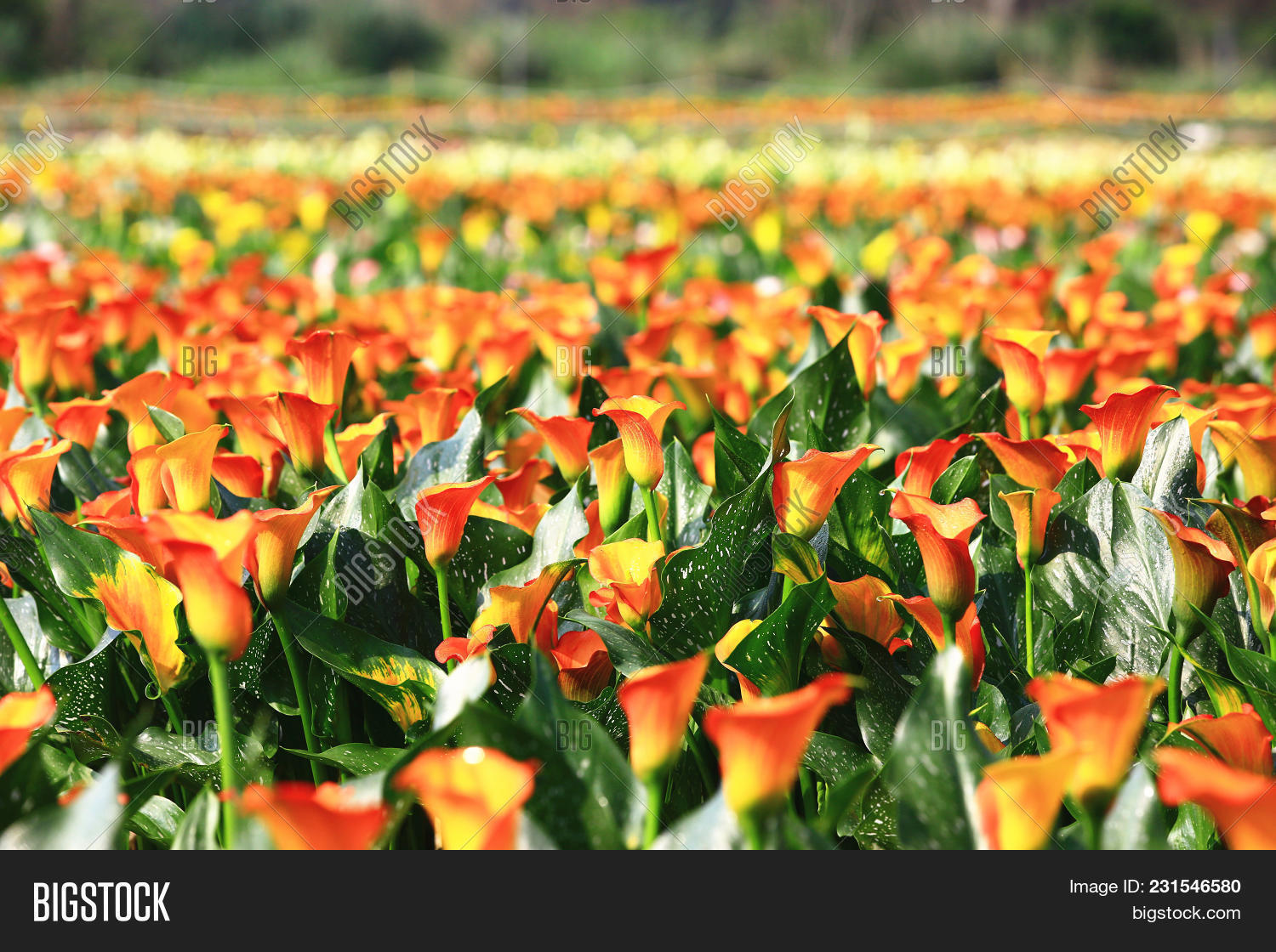 Calla Lily Field Image & Photo (Free Trial) Bigstock
