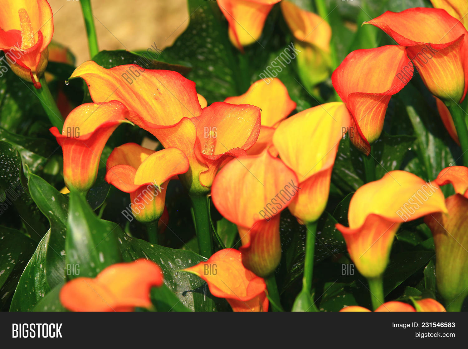 Calla Lily Field Image & Photo (Free Trial) Bigstock