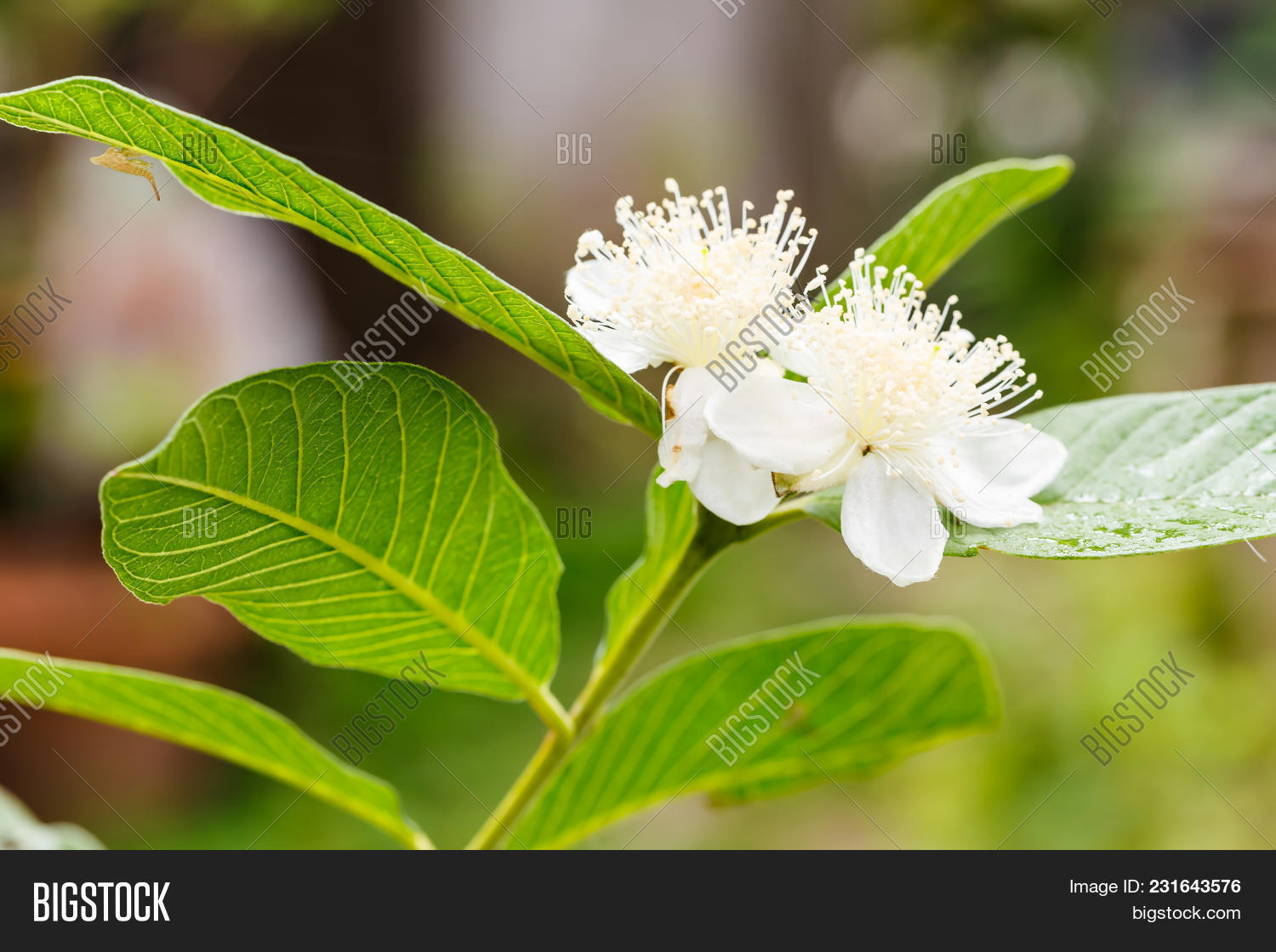 Guava Flower Full Image & Photo (Free Trial) Bigstock
