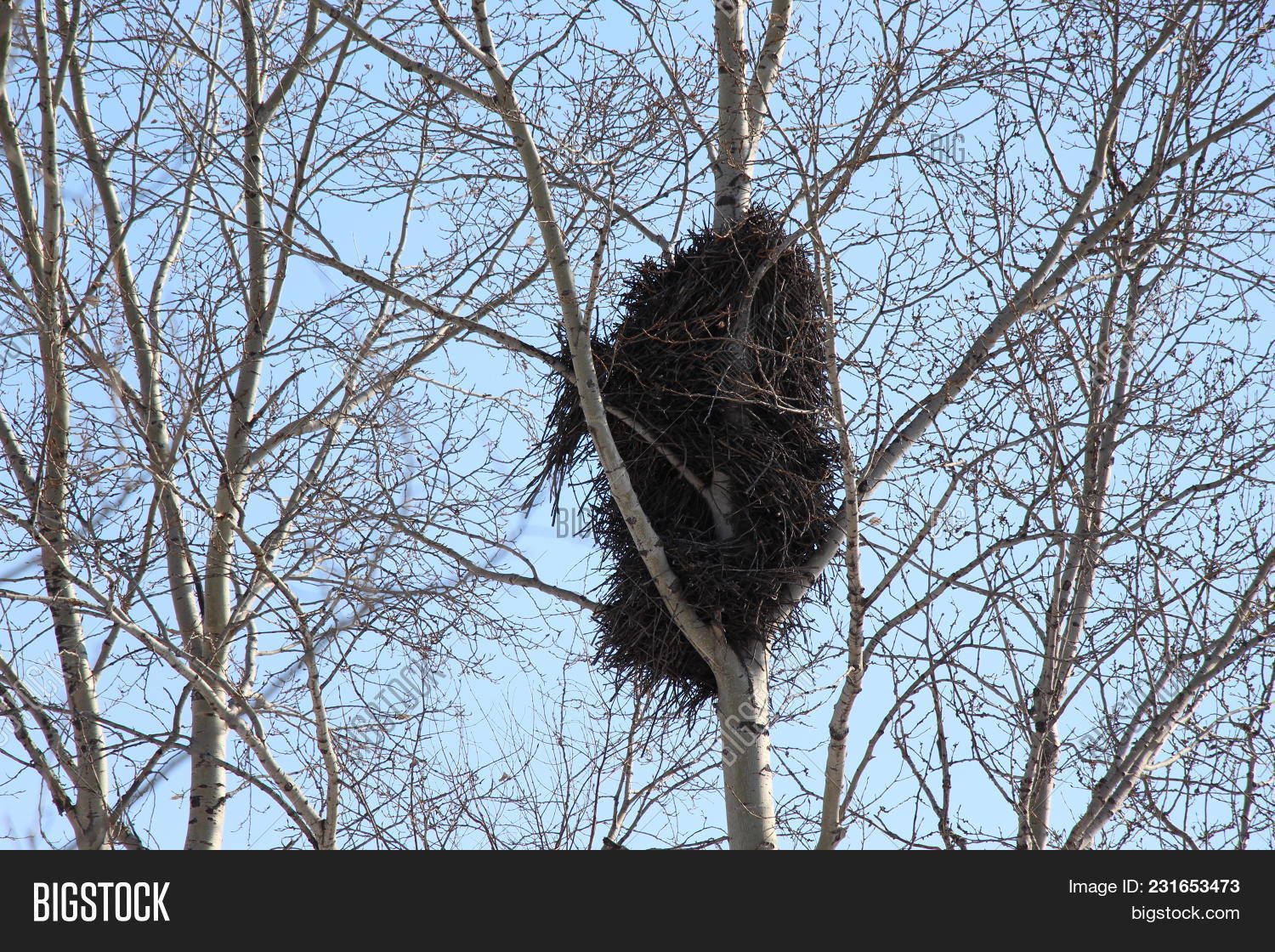 Грач разоряет гнезда. Дроздовидная камышевка гнездо. Гнездо пичуги. Птенец кедровки. Нет больших гнездовий.