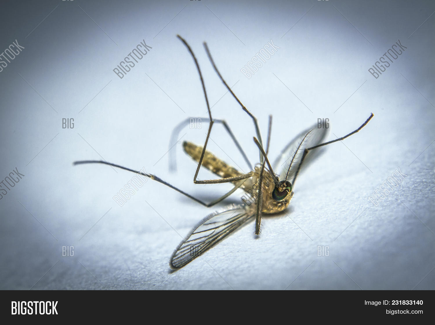 Комар для презентации. Продолжительность жизни комара. Куда прячутся комары зимой. Большой комар. Комары живут при температуре.