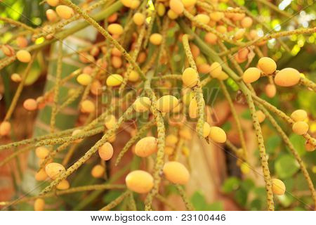 Dates