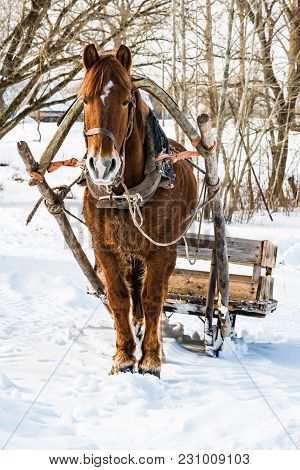 A Horse In A Harness With A Homemade Sleigh Standing In The Snow, Sunny Winter Day