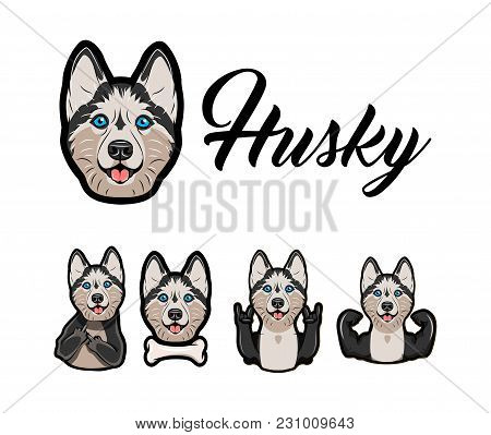 Siberian Husky With Different Gestures And Bone. Middle Finger, Musculs, Horns, Rock. Dog Breed Port