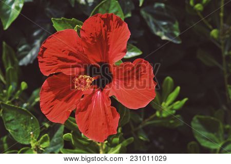 Lonely,red And Beautiful Flower In Greece Garden