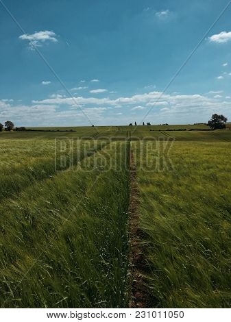 Endless Wheat Field In England During Summer