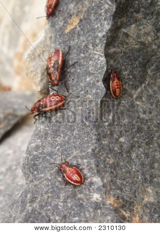 Insectos del suelo