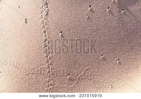Oceano Dunes State Vehicular Recreation Area In California