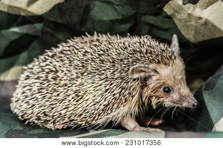 A Small Prickly Hedgehog On The Background Of Hakki