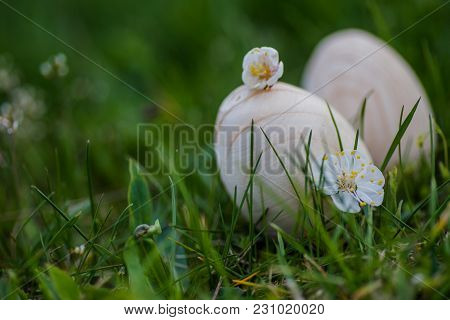 Two White Wooden Easter Eggs With A Branch Of Apricot In Green Grass. Easter Background. Search For 
