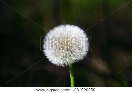 Dandelion Seeds In The Morning Sunlight Blowing Away Across A Fresh Green Background