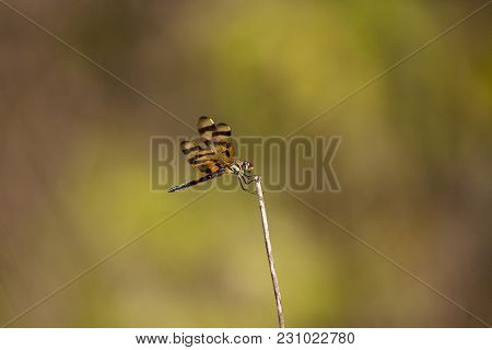 Halloween Pennant Dragonfly Celithemis Eponina