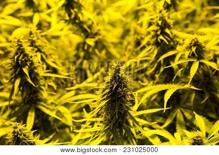 Marijuana Cultivation Indoor Growing  Cultivation In Gow Box Close Up