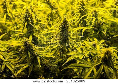 Cannabis Cultivation Indoor Growing  Cultivation In Gow Box