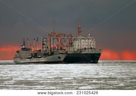Russian Fishing Vessel Transloads Caught Fish In The Sea Of Okhotsk To Transport Refrigerator