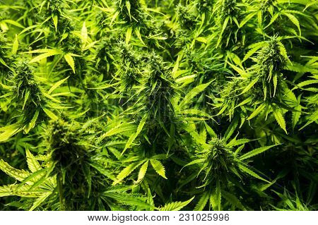 Cannabis Cultivation Indoor Growing Cultivation In Grow Box