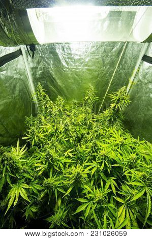 Marijuana Cultivation Indoor Growing Cultivation In Gow Box