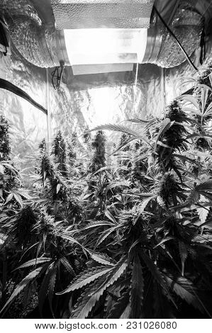 Marijuana Cultivation Indoor Growing Cultivation In Gow Box