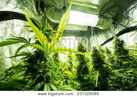Marijuana Cultivation Indoor Growing Cultivation In Gow Box
