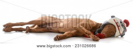 male pharoah hound wearing winter hat on white background