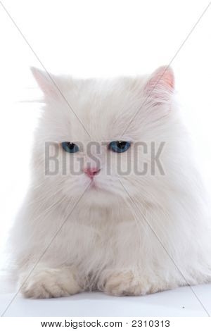 Chat Fluffy blanc