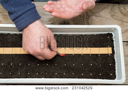 Farmer`s  Hand Holding Tweezers Precisely Planting Seeds For Pepper Seedlings