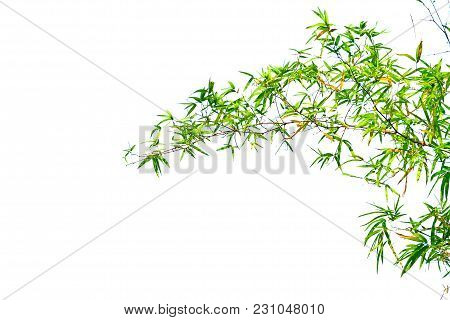 Close Up A Tropical Bamboo Tree Leaves Top View With Green Foliage Isolated Background