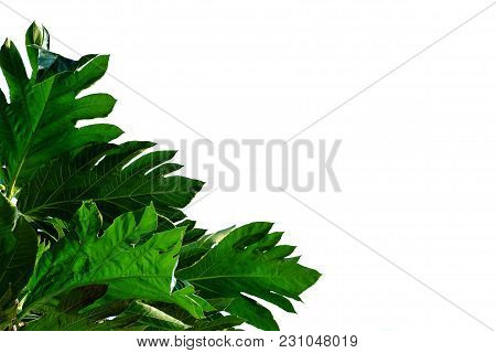 Tropical Tree Leaves With White Isolated Background For Foliage Green Background