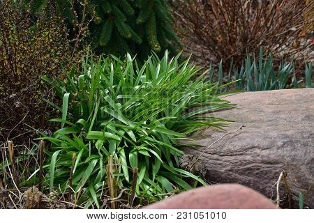 Young Unresolved Shoots Of A Tulip Botanical In A Garden In The Spring Near A Big Stone