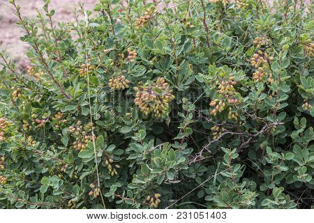 Detail Of Leaves, Branches And Fruits Of European Barberry, Berberis Vulgaris. Photo Taken In Salien