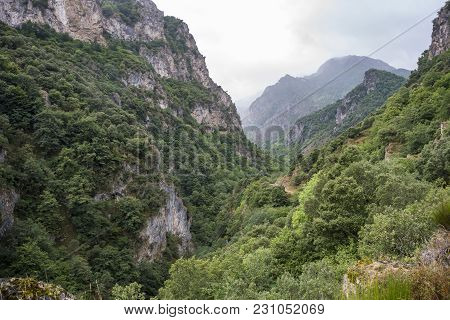 Woodlands In Somiedo Valley, Somiedo Nature Reserve. It Is Located In The Central Area Of The Cantab