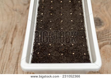 White Pot With Precisely Planted Seeds For Pepper Seedlings
