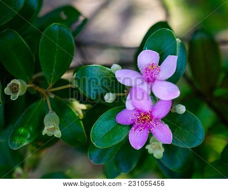 Rhodomyrtus Tomentosa (rose Myrtle) Flowers At Botanic Garden In Spring.