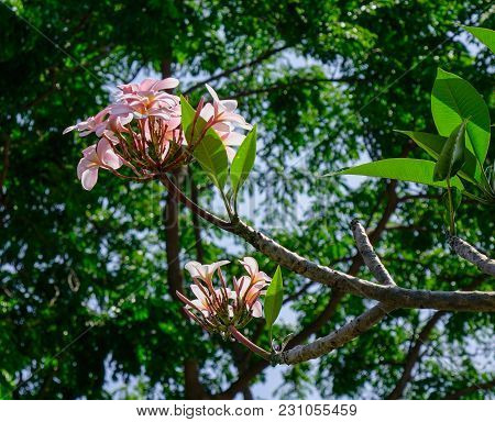 Plumeria Flowers On Tree At Public Garden In Singapore.
