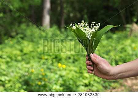 A Bouquet Of Lilies Of The Valley In A Woman's Hand.