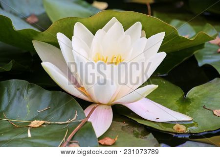 Water Lilies And Green Leaves On The Pond