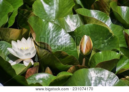 Water Lilies And Green Leaves On The Pond