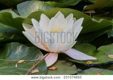 Water Lilies And Green Leaves On The Pond