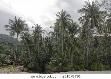 Ko Kut,thailand- February 26,2018: Coconut Palms On The Paradise Coconut Island